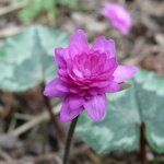 Gefuelltes-rosa-Leberbluemchen-29-03-2010.JPG