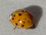 marienkäfer.jpg