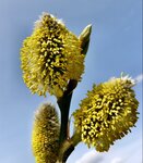Weidekaetzchen_C_by_Ulrich-Velten_pixelio.de_.jpg