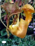 Coryanthes1.JPG