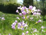 Wiesenschaumkraut.jpg