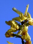 Forsythia16.JPG