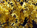 Forsythia12.JPG