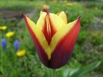 tulpe.jpg