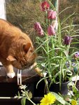 FeeundFritilaria3.JPG
