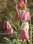 Fritillaria1.JPG