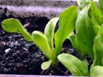 Calendula officinalis.JPG