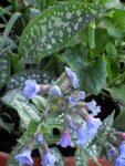 Pulmonaria.JPG