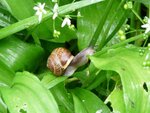 03_BaumSchnecke-auf-BaerlauchBluetenStengel.JPG