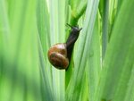 04_BaumSchnecke-auf-SumpfirisBluetenStengel.JPG