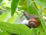 05_BaumSchnecke-auf-BlauregenBlatt.JPG