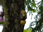 08_HainSchnecken-Rendezvous-auf-RosaRobinienStamm.JPG