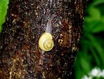 09_HainSchnecke-auf-RosaRobinienStamm.JPG