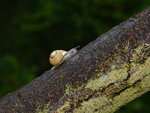 10_HainSchnecke2-auf-RosaRobinienStamm.JPG