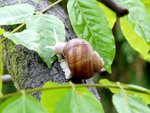 12_WeinbergSchnecke-frisst-BlauregenBlatt-sitzt-auf-RosaRobinienStamm.JPG