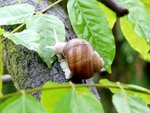 12_WeinbergSchnecke-frisst-BlauregenBlatt-sitzt-auf-RosaRobinienStamm.JPG