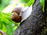 13_WeinbergSchnecke-frisst-BlauregenBlatt-sitzt-auf-RosaRobinienStamm.JPG