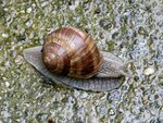 17_WeinbergSchnecke-auf-Beton.JPG