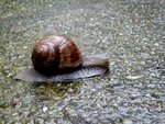 18_WeinbergSchnecke-auf-Beton.JPG