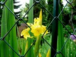 23_Sumpf-Iris.JPG