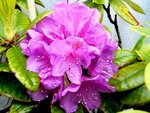 31_RhododendronLila.JPG