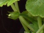 Courgettenknospen7.JPG