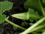 Courgettenknospen2.JPG