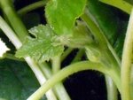 Courgettenknospen6.JPG