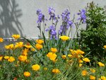 blumen 008.jpg