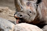 Rhino-Zung-(c)_by_Michael-Dettmer_pixelio.de.jpg
