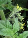 Tomatenblüten2.JPG