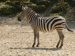 Zebra.jpg