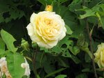 IMG_1149.jpg
