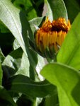 CalendulaKnospe1.JPG