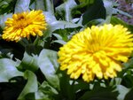 Calendula17.JPG