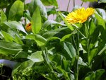 Calendula1.JPG