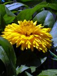 Calendula7.JPG