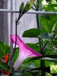 Ipomoea.JPG