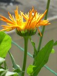 Calendula2.JPG