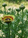 Chrysanthemum carinatum.JPG