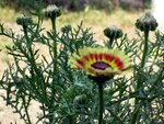 Chrysanthemum carinatum7.JPG