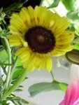 Chrysanthemumcarinatum.JPG