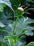 Cosmea-Knospe.JPG