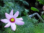 Cosmea3.JPG