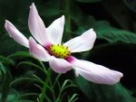 Cosmea4.JPG