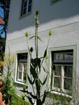 IMG_1224.jpg