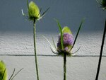 IMG_1222.jpg