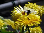 Hummel2.JPG