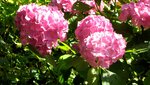 IMG_1236.jpg