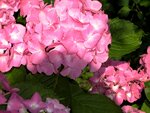 IMG_1239.jpg